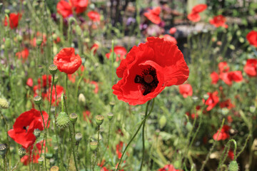 Wall Mural - beautiful bright red poppies