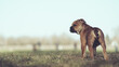 Englische Bulldogge Welpe Hund braun 12 Wochen alt outdoor im Frühling Var. 6