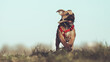 Hund Welpe englische Buldogge outdor 10 Wochen alt outdoor mit Geschirr und Stock im Maul