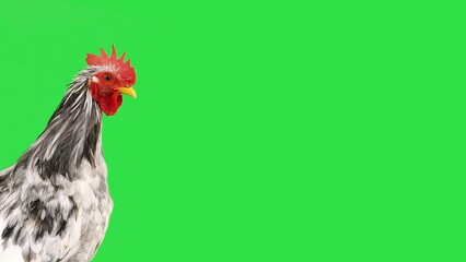 Sticker - portrait of a gray rooster with green screen