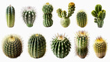 Fototapeta Sypialnia - cactus collection isolated on white background.