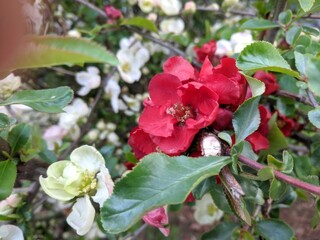 Wall Mural - Cluster of blossoms flourishing on a tree branch