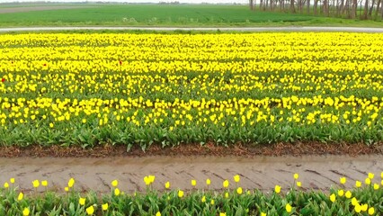 Wall Mural - 4k Aerial drone flying Magical landscape with beautiful tulips field in Netherlands on spring. Drone view Blooming multicolor dutch tulip fields in dutch landscape Holland. Travel vacation concept 