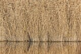 Fototapeta Desenie - Lakeside autumn reed landscape