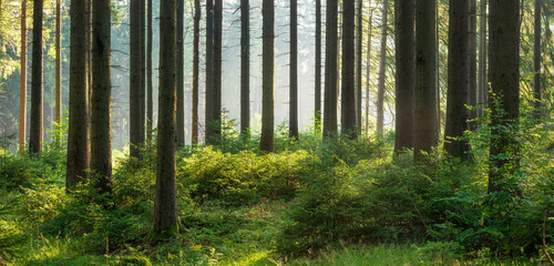 Wall Mural - Panoramic Sunny Spruce Forest with with thick undergrowth and Morning Fog