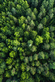 Fototapeta Las - Aerial top view of summer green trees in forest in rural Finland