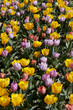 Tulip flowers in yellow, purple and ancient pink texture background in spring sunlight