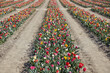 Tulip field with rows of flowers in assorted colors in spring sunlight