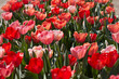 Tulip flowers in pink and red colors texture backgorund in spring sunlight