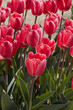 Tulip Rosy Delight, pink flowers in spring sunlight