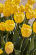 Tulip yellow flowers in spring sunlight