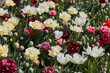 Double tulip flowers in white, pale yellow and dark red colors texture background in spring sunlight