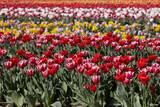 Fototapeta Paryż - Tulip field with flowers in red, pink, white and yellow colors in spring sunlight
