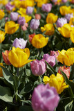 Fototapeta Miasta - Dwarf tulip flowers in yellow, purple and pink colors texture background in spring sunlight