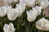 Fototapeta Paryż - Tulip White Price flowers in spring sunlight