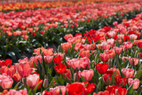 Fototapeta Miasta - Tulip flowers in red, pink colors texture background with bokeh in spring sunlight