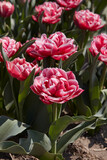 Fototapeta Miasta - Tulip Columbus flowers in red and white colors in spring sunlight