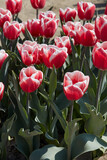 Fototapeta Miasta - Tulip Lech Walesa, red pink and white flowers in spring sunlight