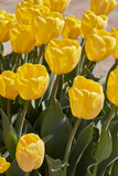 Fototapeta Miasta - Tulip yellow flowers in spring sunlight