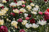 Fototapeta Paryż - Double tulip flowers in white, pale yellow and dark red colors texture background in spring sunlight