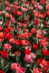 Wall Mural - Tulip flowers and field in red and pink colors texture background in spring sunlight