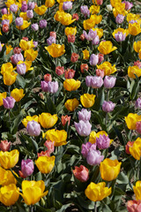 Wall Mural - Tulip flowers in yellow, purple and ancient pink texture background in spring sunlight