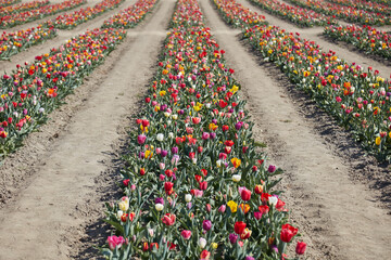 Wall Mural - Tulip field with rows of flowers in assorted colors in spring sunlight