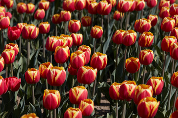 Wall Mural - Tulip flowers with yellow and red petals in spring sunlight