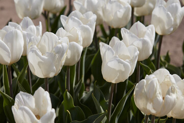 Wall Mural - Tulip White Price flowers in spring sunlight