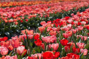 Wall Mural - tulip flowers in red, pink colors texture background with bokeh in spring sunlight