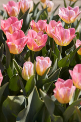 Wall Mural - Tulip Tom Pouce flowers and field in spring sunlight