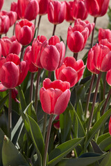 Wall Mural - Tulip Rosy Delight, pink flowers in spring sunlight