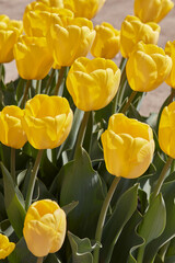 Wall Mural - tulip yellow flowers in spring sunlight