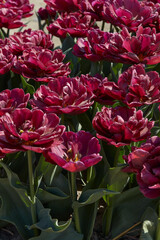 Wall Mural - Tulip Silk Road, dark red flowers and field in spring sunlight