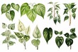green pothos plant leaves  botanical illustration. easy plants to grow - houseplants hobby. Epipremnum aureum.