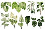 Fototapeta  - green pothos plant leaves  botanical illustration. easy plants to grow - houseplants hobby. Epipremnum aureum.