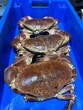 Crabe dormeur Tourteau