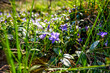 Flowers. Spring. Periwinkle herbaceous