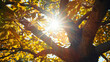 Tree in autumn with colored foliage the sun shining