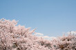 Cherry blossoms with blue sky at Miryang Eupseong Fortress in Miryang, Korea