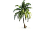 Fototapeta Desenie - A Coconut Tree Isolated On Transparent Background