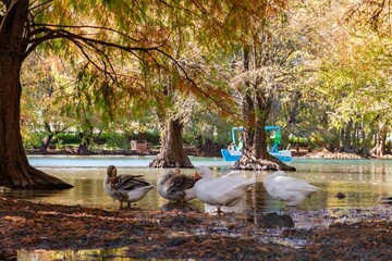 Canvas Print - Group of geese in Camecuaro, Tangancicuaro, Michoacan, Mexico