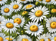 Digital illustration of white daisies over green