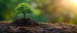 A small green tree sits atop a pile of dirt, showcasing growth and nature in a simple setting.