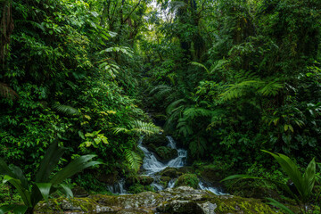 Wall Mural - Tropical rainforest