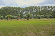 Meadows  with poplar and willow trees in Assebroekse Meersen nature reserve,  Bruges, Flanders, Belgium