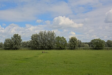 Meadows  With Poplar And Willow Trees In Assebroekse Meersen Nature Reserve,  Bruges, Flanders, Belgium