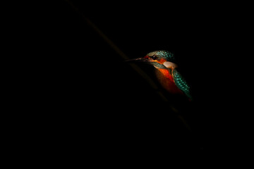 kingfisher. artistic wildlife photography. dark nature background.