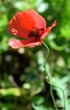Red poppy on a natural background.Red poppy in the natural environment
