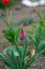 Poster - tulip flower